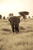 An African elephant walks through the Serengeti plains.