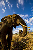 Portrait of an African elephant with curled trunk.