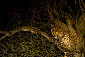 A cheetah looks into a spotlight from behind a tree.