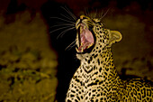 A leopard, Panthera pardus, yawning at night.