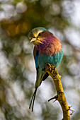 A lilac-breasted roller, Coracias caudatus, perched on a twig.