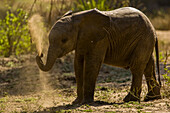 Ein afrikanisches Elefantenbaby, Loxodonta africana, wirbelt Erde auf.