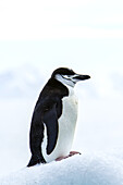 A lone chinstrap penguin standing on a pile of snow.