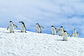 Chinstrap penguins walking on a snow-covered hill.