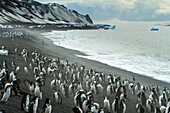 Zügelpinguine an einem vereisten Strand.