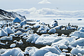 Chinstrap penguins on a beach strewn with ice.