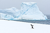 A gentoo penguin walks alone in on an icy shore.