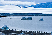 A colony of Adelie penguins on a polar beach.