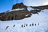 Adelie penguins walk across snow under a mountain peak.
