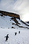 Adelie penguins walk on snow towards a steep mountain.