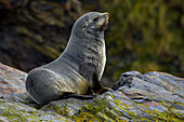 Profile of a southern fur seal.
