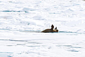 A walrus lying down on pack ice with its front flippers to the sky.