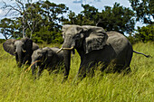 Three African elephants walking in tall grass.