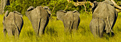 Rear view of a family of five elephants walking away.