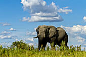 Afrikanischer Elefant beim Spaziergang in der Steppe.