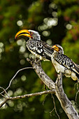 Two southern yellow-billed hornbills perch on a bare tree branch.