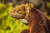 Portrait of a Galapagos land iguana.