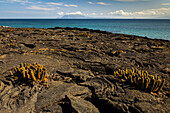 Lava cactus on a rocky beach.