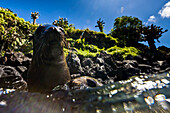 Close up of Galapagos sea lions in the water