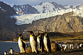A colony of king penguins and an elephant seal.