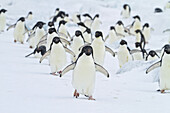 A colony of adelie penguins walks across a snowy landscape.