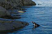 A gentoo penguin emerges from the ocean before leaping to shore.