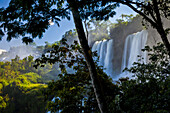 View of powerful Iguazu Falls through lush trees.