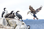 Nesting Imperial Cormorants near Port Lockroy, Antarctica.