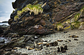 Antarktische Pelzrobben in der Nähe der Cooper Bay auf Südgeorgien, Antarktis.