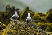 Antarctic Tern courtship display with fish near Elsehul Bay in South Georgia, Antarctica.