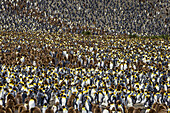 A nesting colony of King Penguins on the Salisbury Plains in South Georgia, Antarctica.