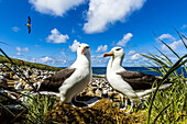 Zwei Schwarzbrauenalbatrosse beim Balzverhalten auf Steeple Jason Island auf den Falklandinseln.