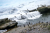 Rockhopper Penguins braving the Surf Zone in the Falkland Islands.