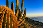 Sonnenuntergang in der Wüste auf Santa Catalina Island über einem riesigen Fasskaktus und Kardonkaktus mit einem Expeditionsschiff auf der Sea of Cortez entlang der Küste; Baja California, Mexiko