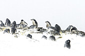 Chinstrap penguin, Pygoscelis antarctica, nest colony in a snowstorm.