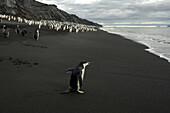 Kinnriemenpinguine, Pygoscelis antarctica, auf schwarzem Vulkansand.