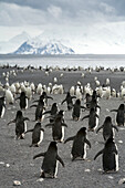 Chinstrap penguins, Pygoscelis antarctica, coming and going.