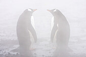 Eselspinguine, Pygoscelis papua, im Dampf eines geothermischen Schlots.