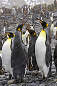 King penguin, Aptenodytes patagonica, rookery in spring snow.
