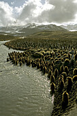 King penguin, Aptenodytes patagonica, rookery near a meltwater stream.