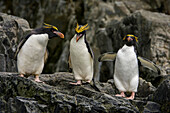 Eine Gruppe von Makkaroni-Pinguinen, Eudyptes chrysolophus, bei der Balz.
