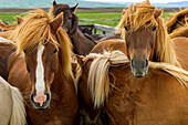 A group of Icelandic horses, Equus scandinavicus.