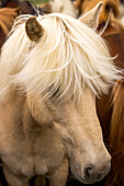 Eine Gruppe von Islandpferden, Equus scandinavicus.
