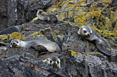 Southern fur seals, Arctocephalus gazella, resting on jagged rocks.