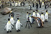 King Penguins curious about a camera tripod near Gold Harbor in South Georgia, Antarctica
