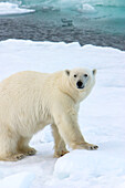 Portrait of a polar bear, Ursus maritimus, on the pack ice.