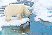 A polar bear, Ursus maritimus, on the hunt looks in water for seals.