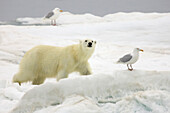 Ein Eisbär, Ursus maritimus, und Glaukosmöwen auf Packeis.