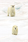 A polar bear, Ursus maritimus, and her cub walking across pack ice.