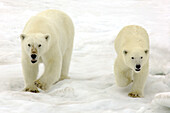 A polar bear, Ursus maritimus, and her cub walking across pack ice.